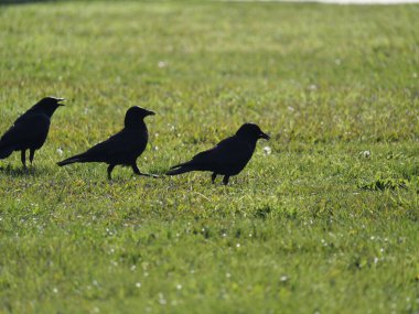 Üç siyah karga güneş ışığı altında yeşil çimenlikte duruyor.