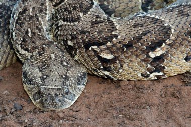 Yılanın yakın plan görüntüsü Kuru Kahverengi yüzeyde dinleniyor