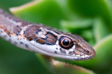 Renkli kertenkelenin kafasının yakın çekimi