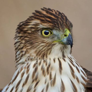 Keskin gagalı şahin kuşuna yaklaşın..