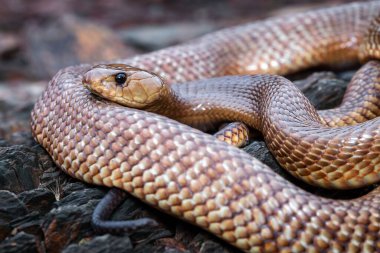 Yakın çekim - Yılan yerde dokulu yüzeyde sürünüyor