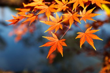 Sonbaharda akçaağaç ağaçlarındaki güzel yapraklar.