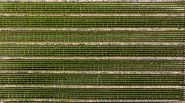 Yatay çizgileri olan yeşil desenli yüzey.