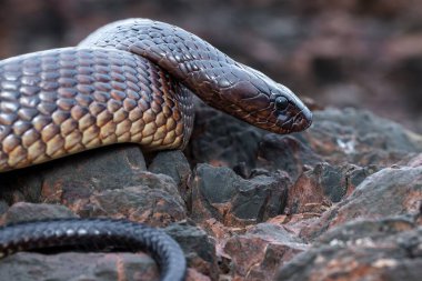 Yılanın görüntüsünü kapat, seçici odak
