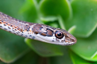 Yılanın görüntüsünü kapat, seçici odak