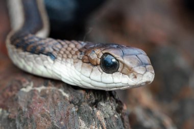 Tahtada dinlenen yılana yakın çekim