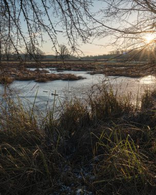 Güneş ışığı donmuş gölet ve uzun otların üzerinde parlıyor.