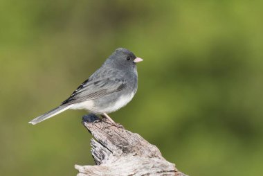 Doğadaki kütüğe tünemiş küçük kuş.