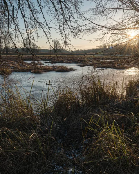 Güneş ışığı donmuş gölet ve uzun otların üzerinde parlıyor.