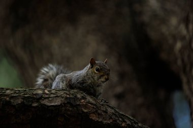 Sincap ağaç dalına oturmuş etrafa bakıyor.