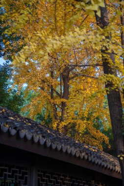 Binanın yakınındaki ağaçları kaplayan sarı yapraklar