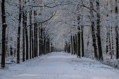 Kışın ağaçların arasında karlı bir yol.