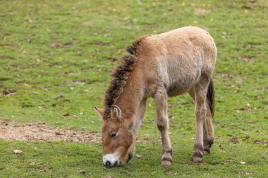 Tarlada at otluyor..