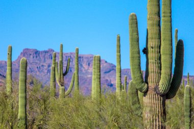 Açık mavi gökyüzüne karşı uzun kaktüsler