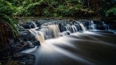 Akan su ormandaki kayaların üzerinde çağlayarak akıyor.