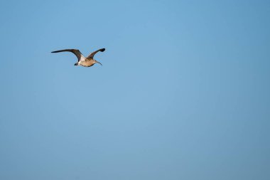 Mavi gökyüzü karşı uçan martı temizleyin