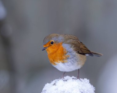 Karla kaplı zeminde duran küçük kuş.