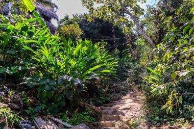 Bereketli yeşil bitki örtüsünde yolu daralt