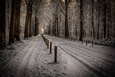Kış ormanı manzarasında ağaçlar arasında karlı bir yol.