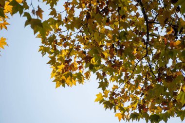 Ağaçtan sarkan sarı yapraklar gökyüzüne karşı