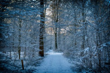 Karlı orman yolu uzun ağaçlarla çevrili.