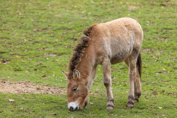 Tarlada at otluyor..