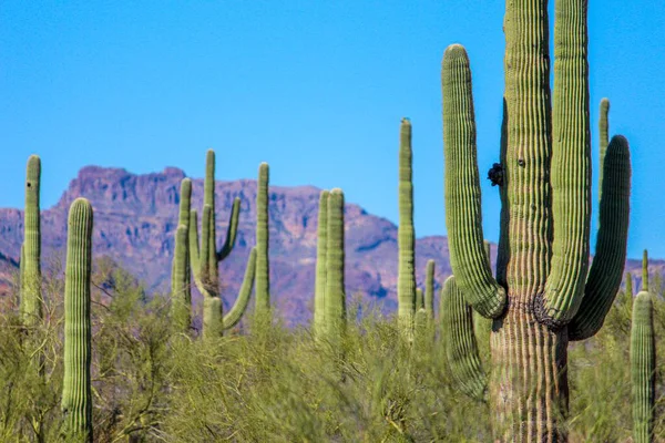 Açık mavi gökyüzüne karşı uzun kaktüsler