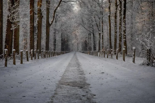 Kışın ağaçların arasında karlı bir yol.
