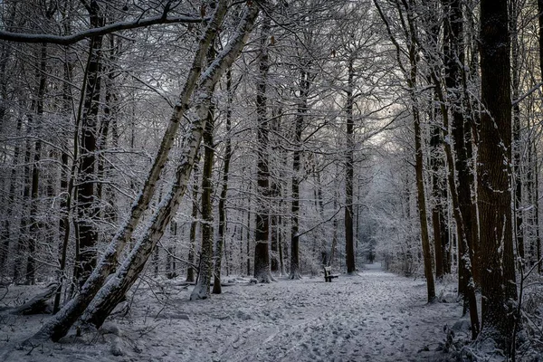 Karlı orman yolu uzun ağaçlarla çevrili.