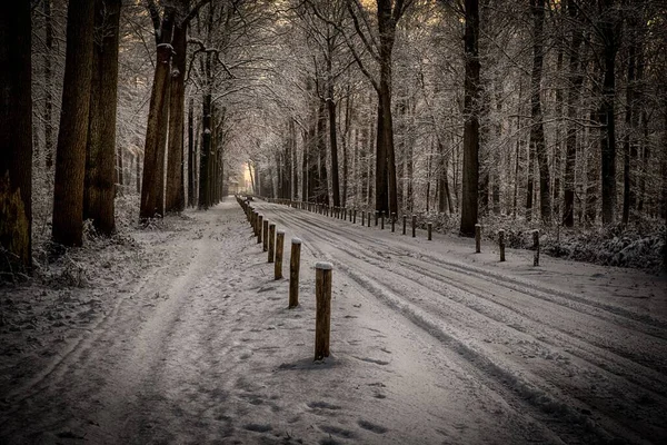 Kış ormanı manzarasında ağaçlar arasında karlı bir yol.