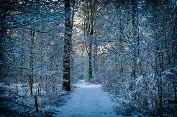 Karlı orman yolu uzun ağaçlarla çevrili.