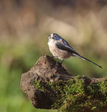 Yosunlu kayaya tünemiş küçük bir kuş