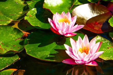 Yeşil yapraklarda açan pembe nilüferler.