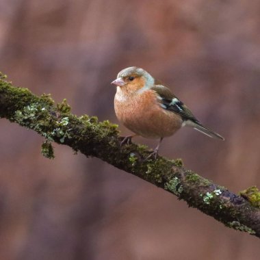 Yosunlu dala tünemiş küçük kuş.