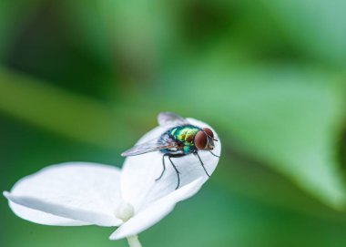 Beyaz çiçekte dinlenen renkli sinek