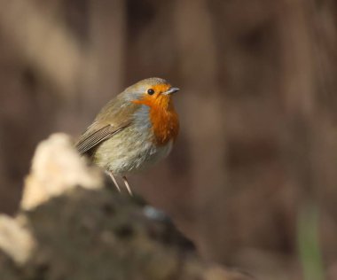 Küçük kuş kayaya tünedi.