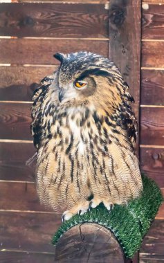 Doğal ortamdaki tahta direğe tünemiş baykuş.