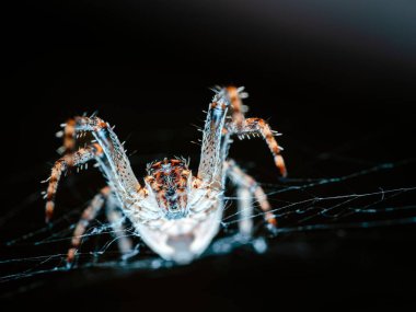 Örümceğin ağına yakın çekim
