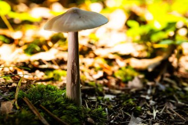 Mushroom growing on forest floor surrounded by greenery