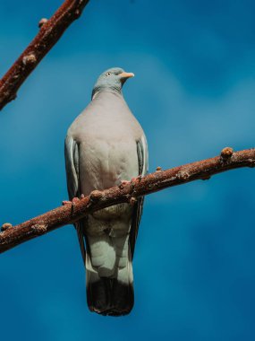 Mavi gökyüzüne karşı tünemiş bir kuş