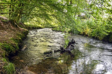 Akan nehir yemyeşil ağaçlarla çevrili.