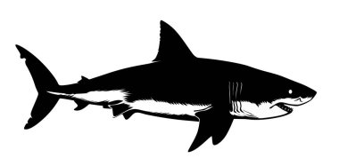 Büyük beyaz köpekbalığı profil görünümünde yüzer, yüksek kontrastlı siyah ve beyaz grafik çizimi olarak sunulur.