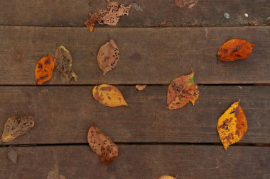 Ahşap yüzeyde dağılmış sonbahar yaprakları