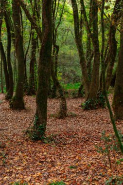Sonbahar yapraklarıyla dolu yoğun orman