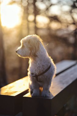 Küçük köpek tahta bankta duruyor.