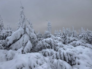 Bulutlu gökyüzünün altında karla kaplı ağaçlar
