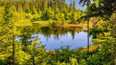 Bereketli yeşilliklerle çevrili sakin gölet