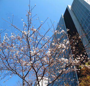 Tokyo gökdelen ve sakura, Tokyo, Japonya