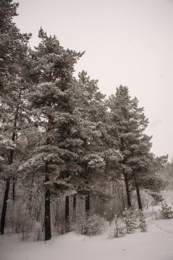 Kış orman, çam