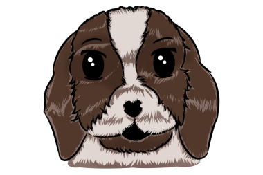 Şövalye Kral Charles Spaniel 'in hoş bir tasviri. İki renkli kürkü ve yumuşak bir görünüşü var.